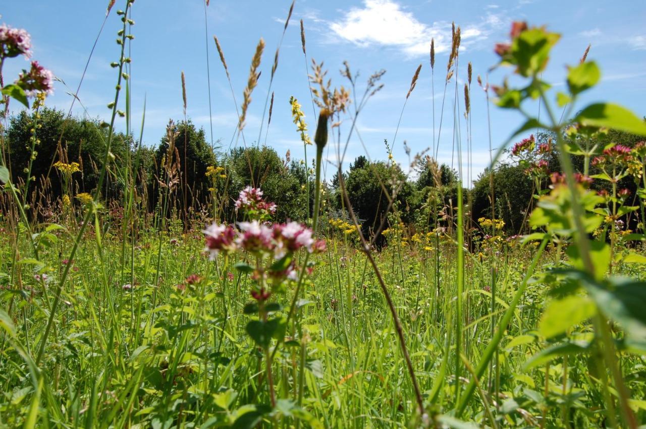 South Downs Eco Lodge & Camping East Meon Экстерьер фото